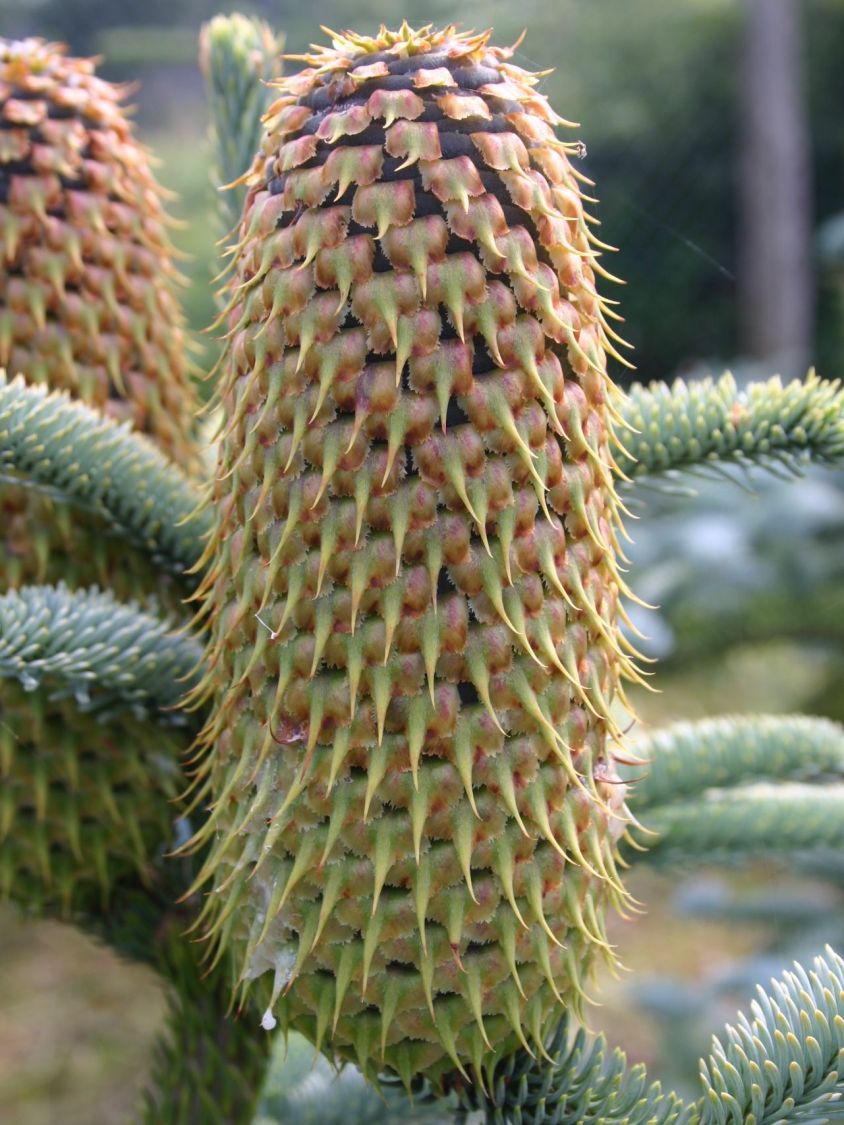 Abies procera 'Glauca' (Jodła szlachetna 'Glauca')