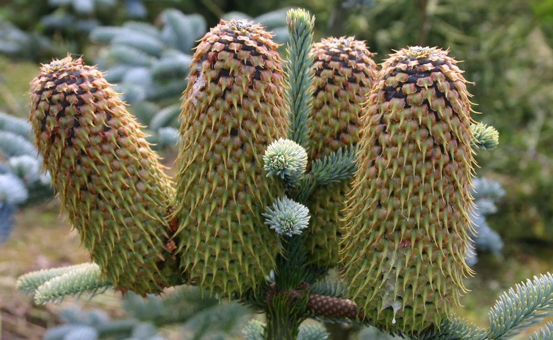 Abies procera 'Glauca' (Jodła szlachetna 'Glauca')