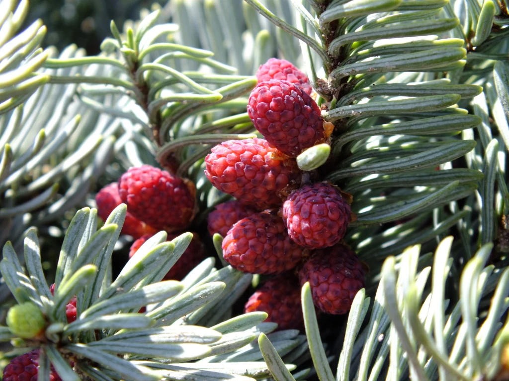 Abies procera 'Glauca' (Jodła szlachetna 'Glauca')