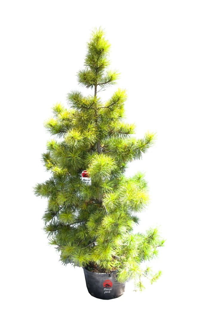 Pinus cembra (Sosna Limba)