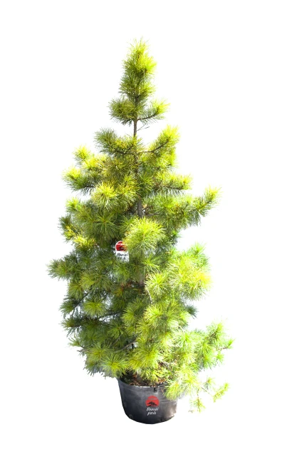 Pinus cembra (Sosna Limba)