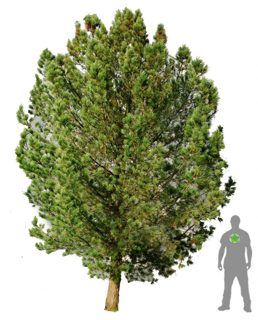 Pinus cembra (Sosna Limba)