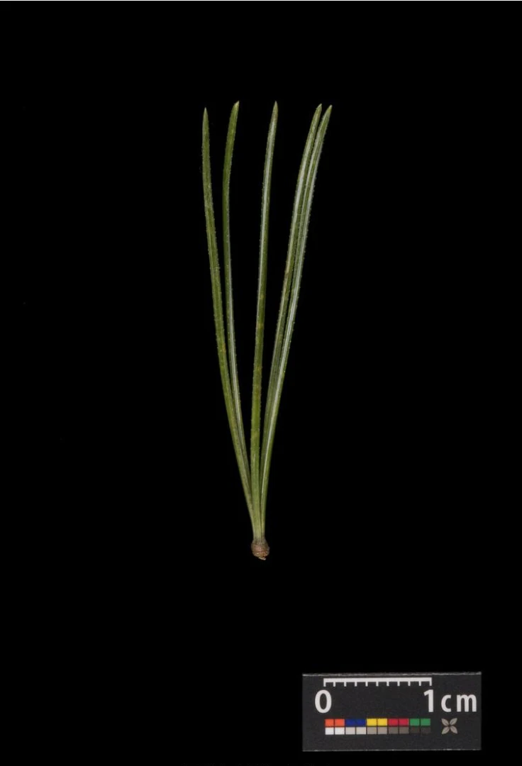 Pinus cembra (Sosna Limba)