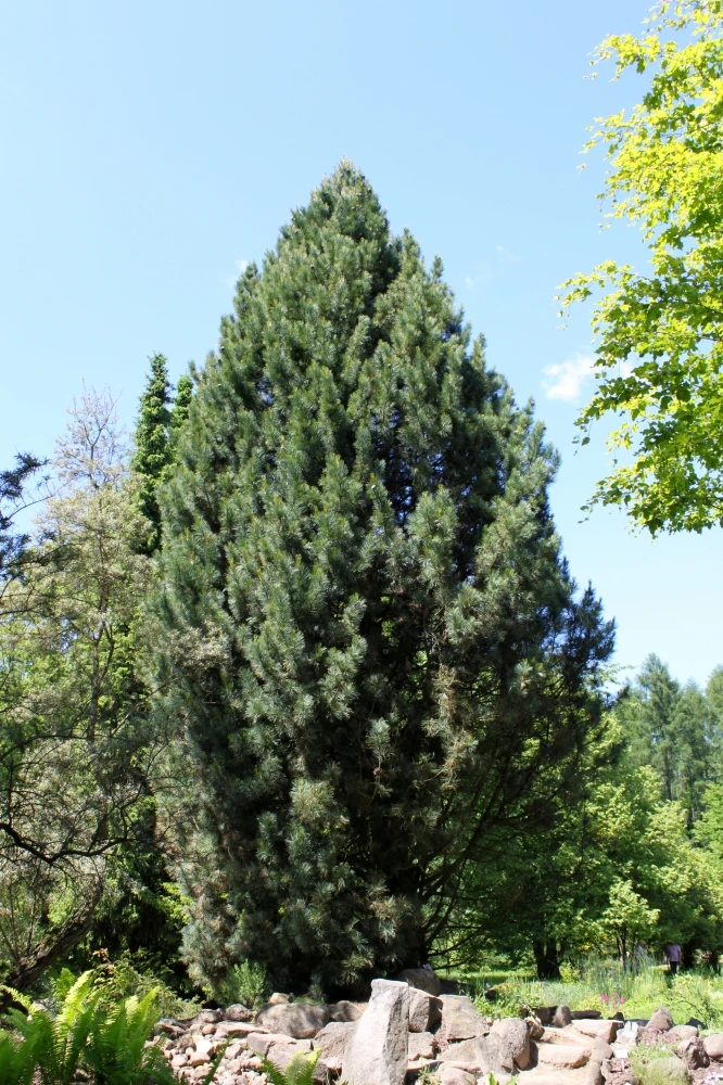 Pinus cembra (Sosna Limba)