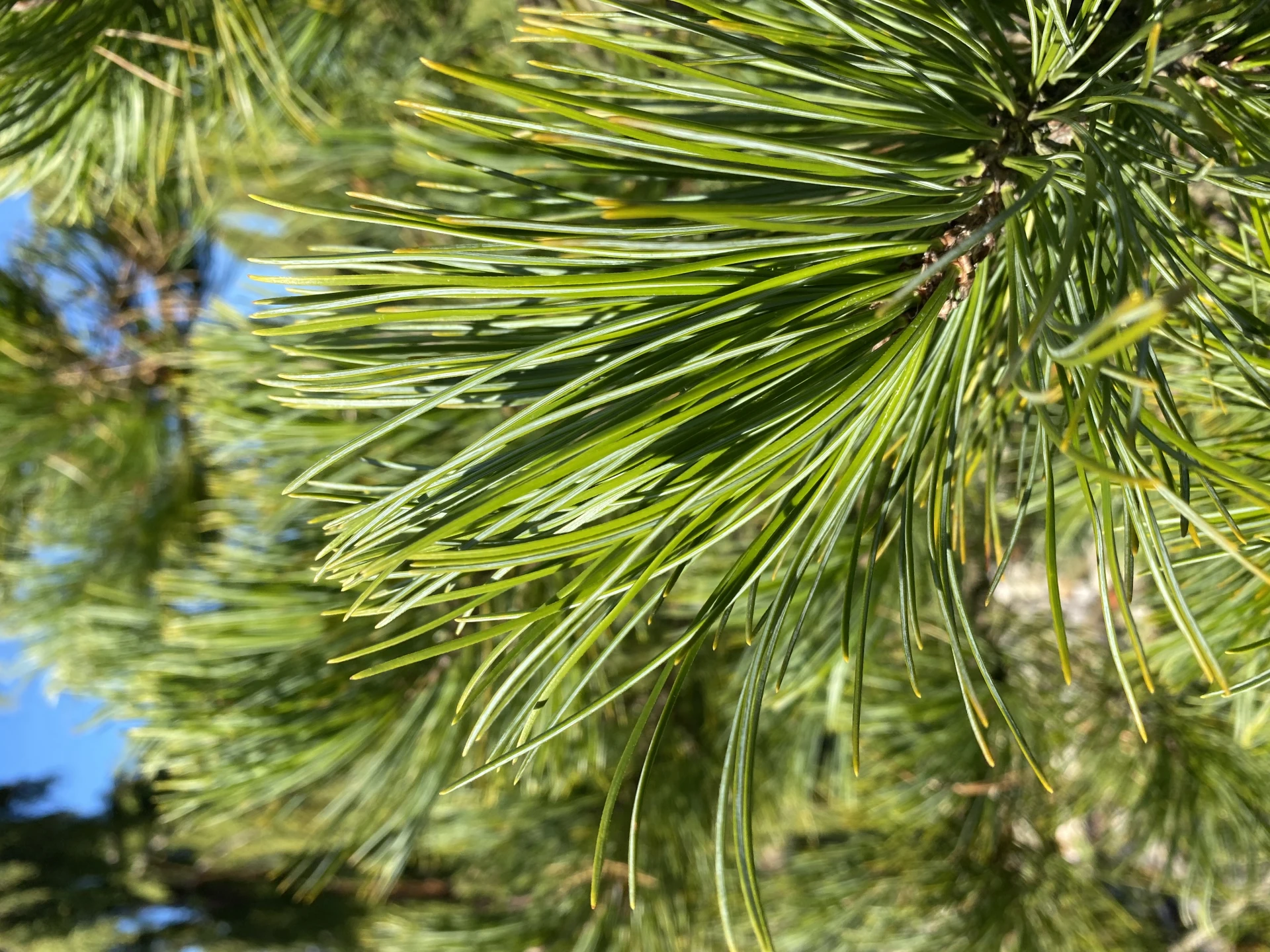 Pinus cembra (Sosna Limba)