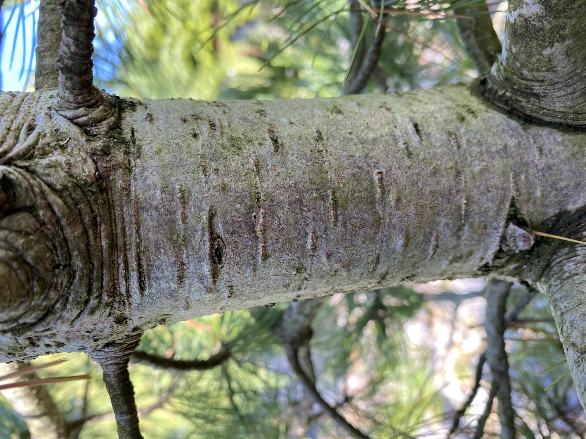 Pinus cembra (Sosna Limba)
