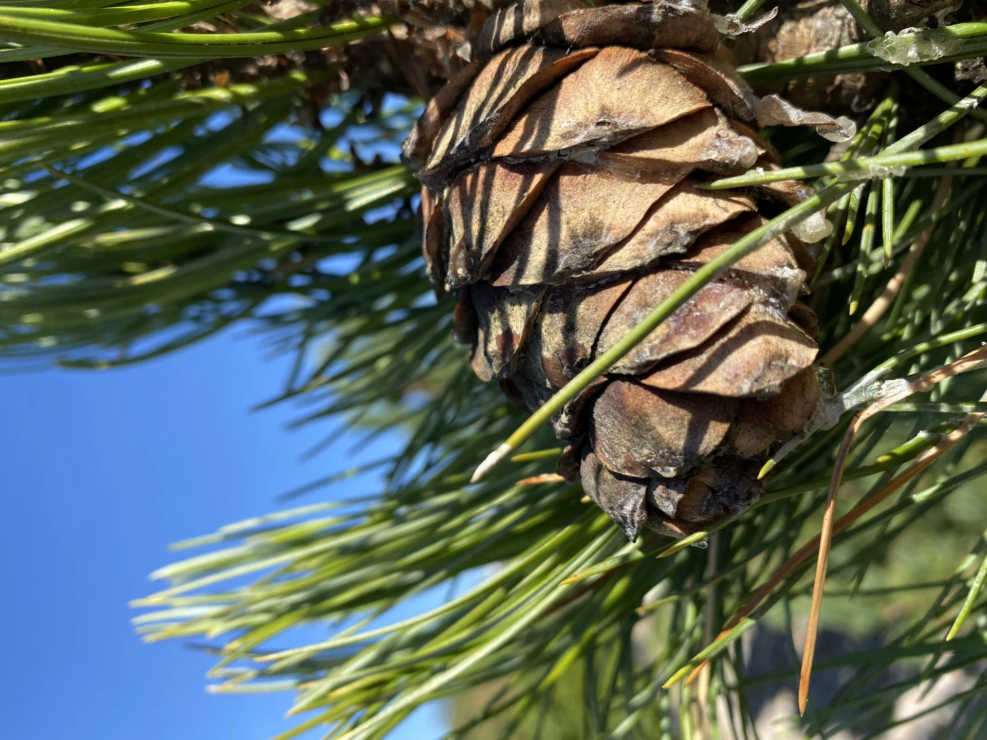 Pinus cembra (Sosna Limba)