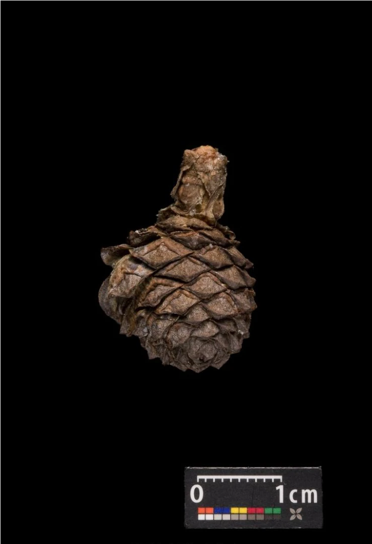 Pinus cembra (Sosna Limba)