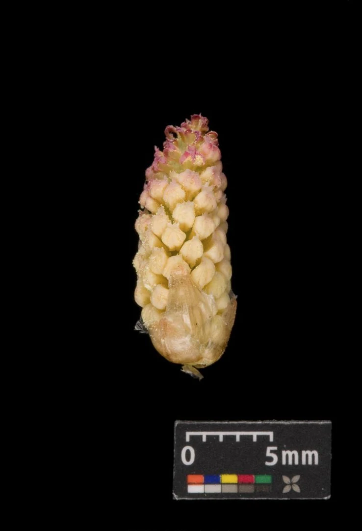 Pinus cembra (Sosna Limba)