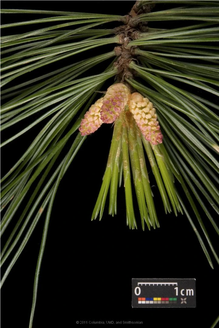 Pinus cembra (Sosna Limba)