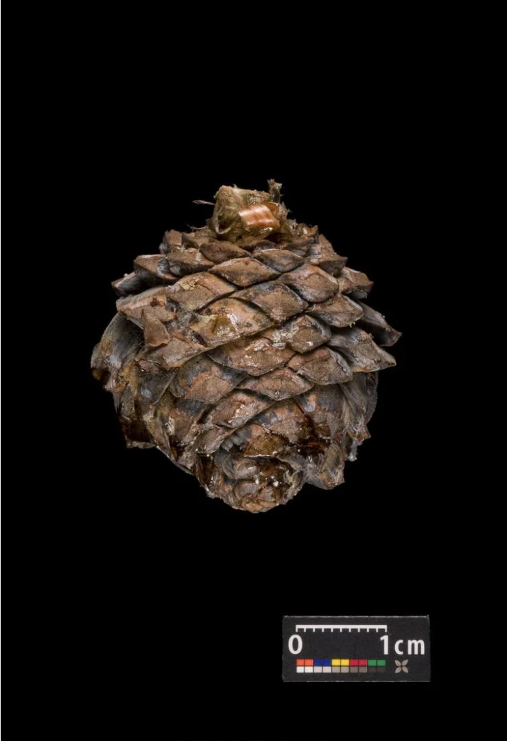 Pinus cembra (Sosna Limba)