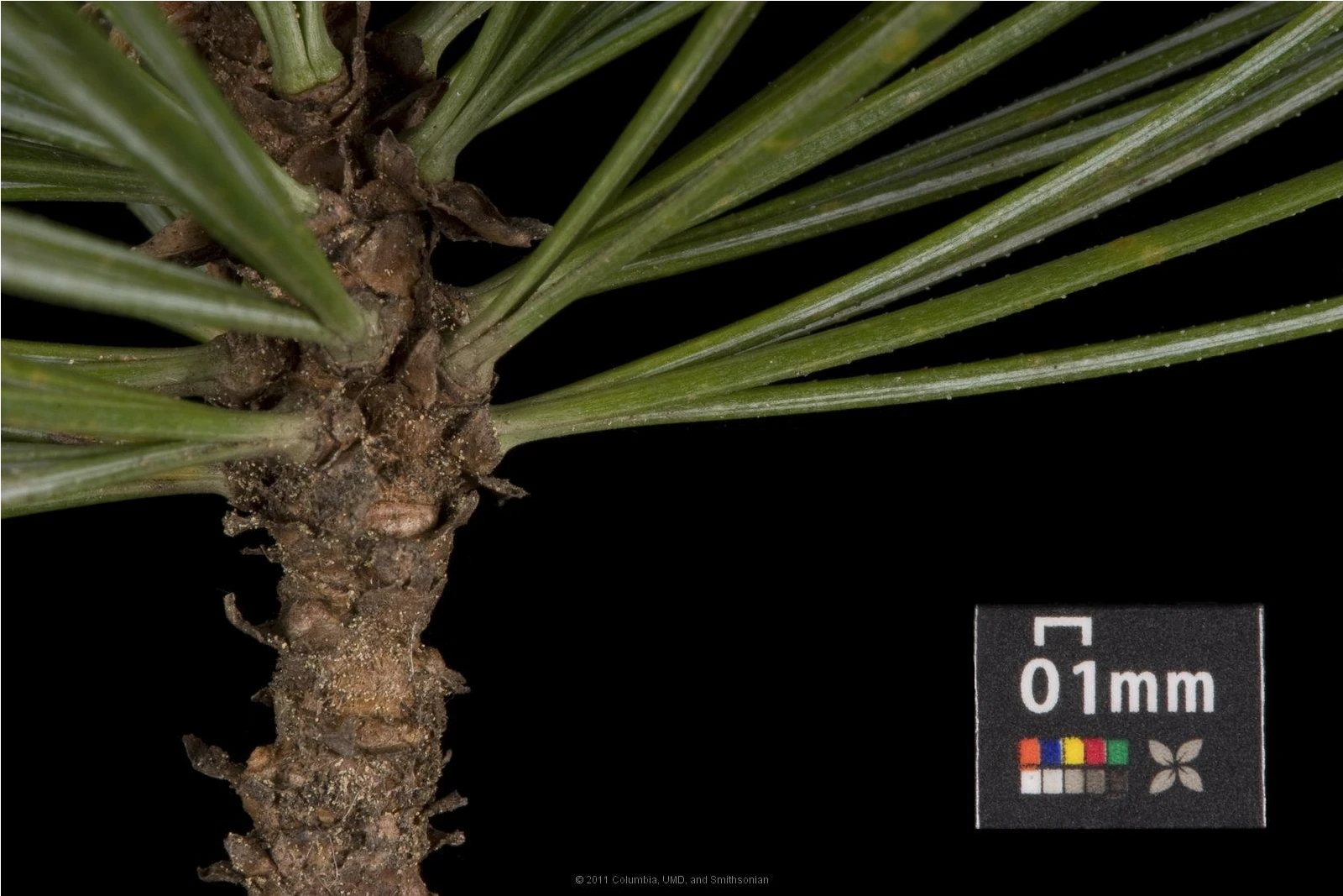 Pinus cembra (Sosna Limba)