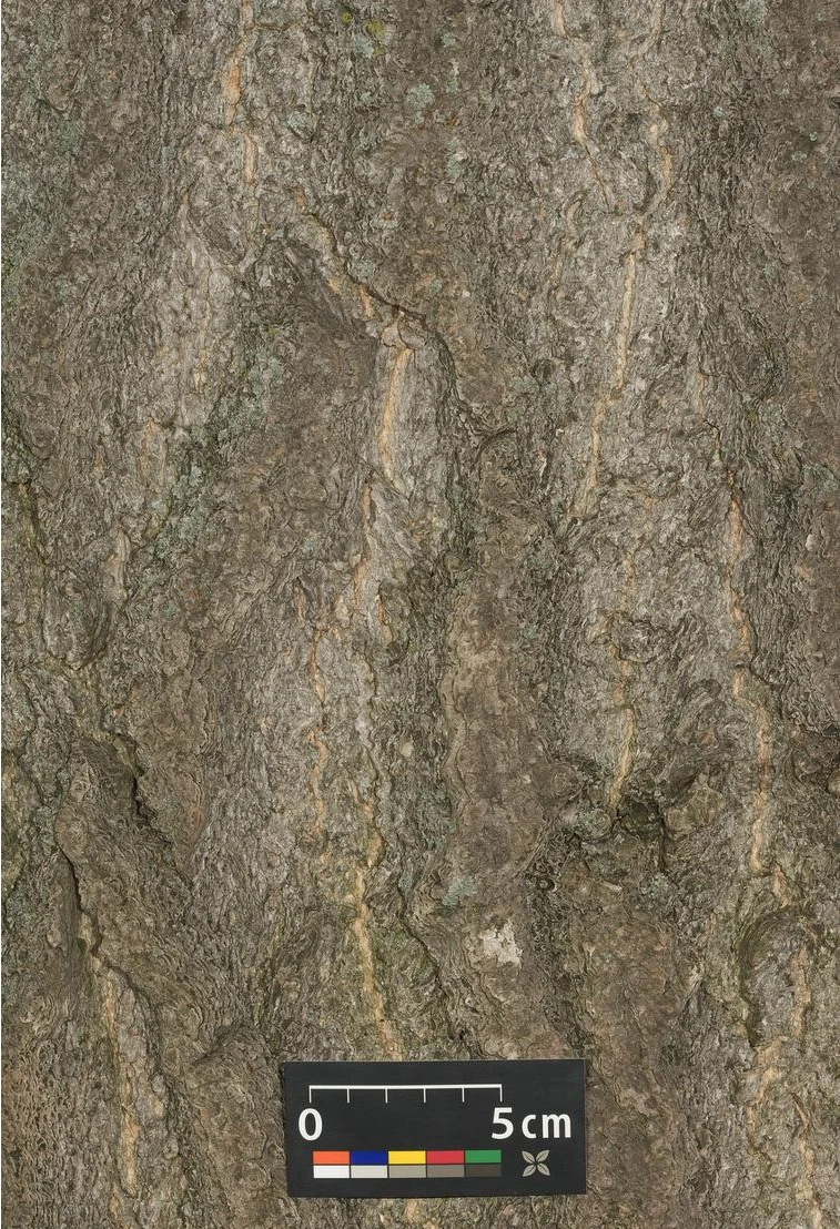 Ginkgo biloba 'Mariken' (Miłorząb dwuklapowy 'Mariken')