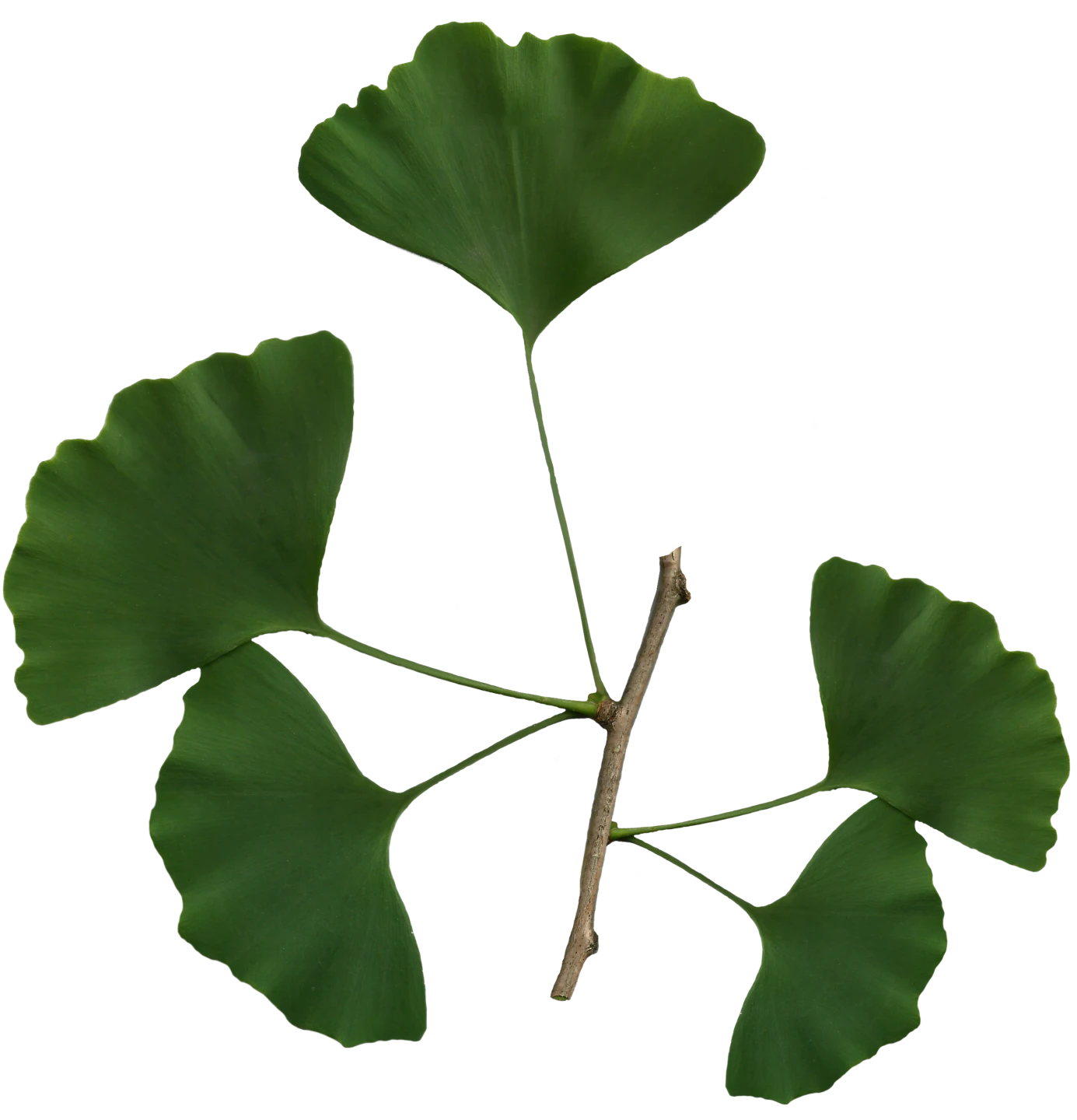 Ginkgo biloba 'Troll' (Miłorząb dwuklapowy 'Troll')