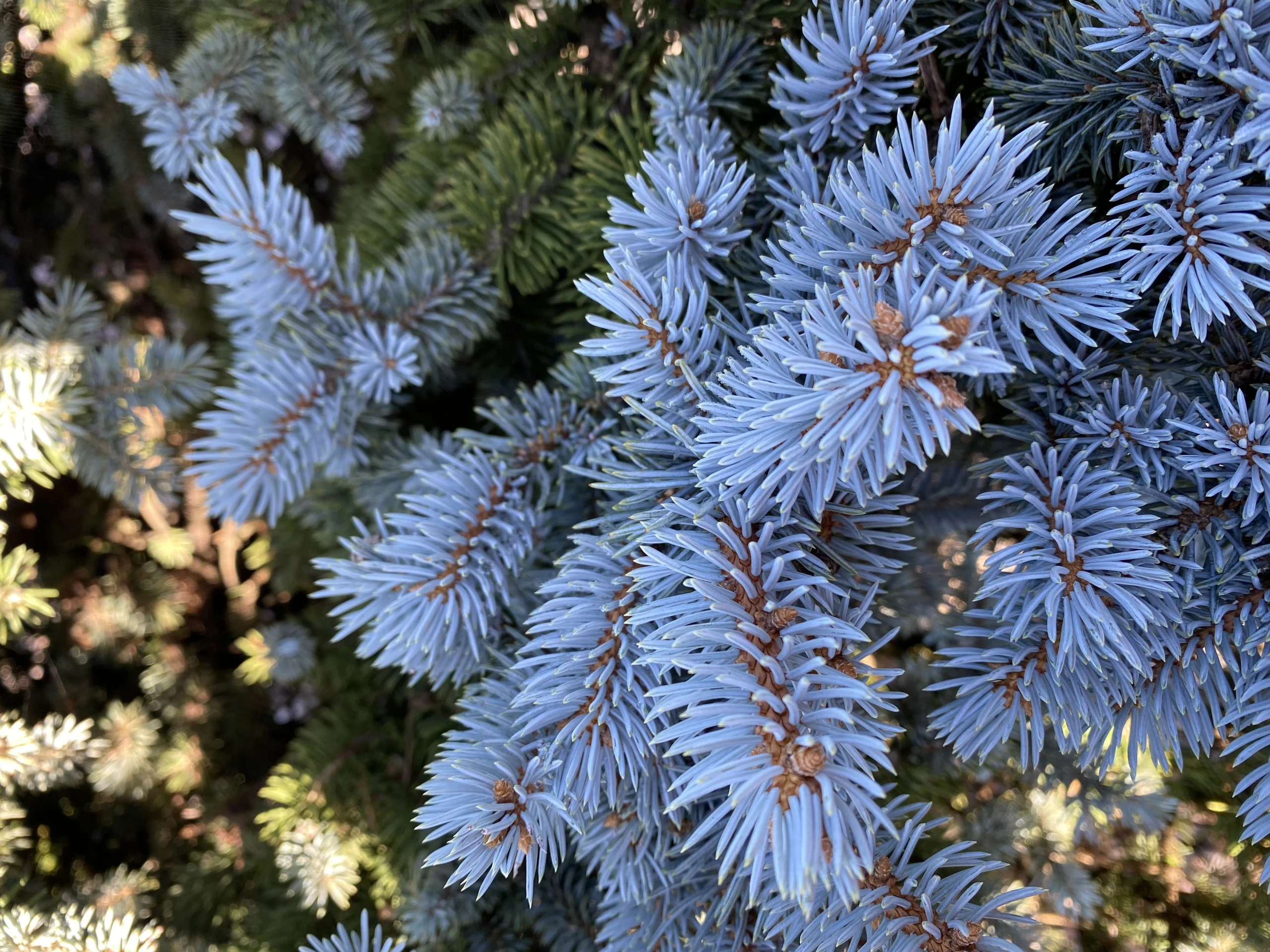 Picea pungens 'Glauca Globosa' (Świerk kłujący 'Glauca Globosa')
