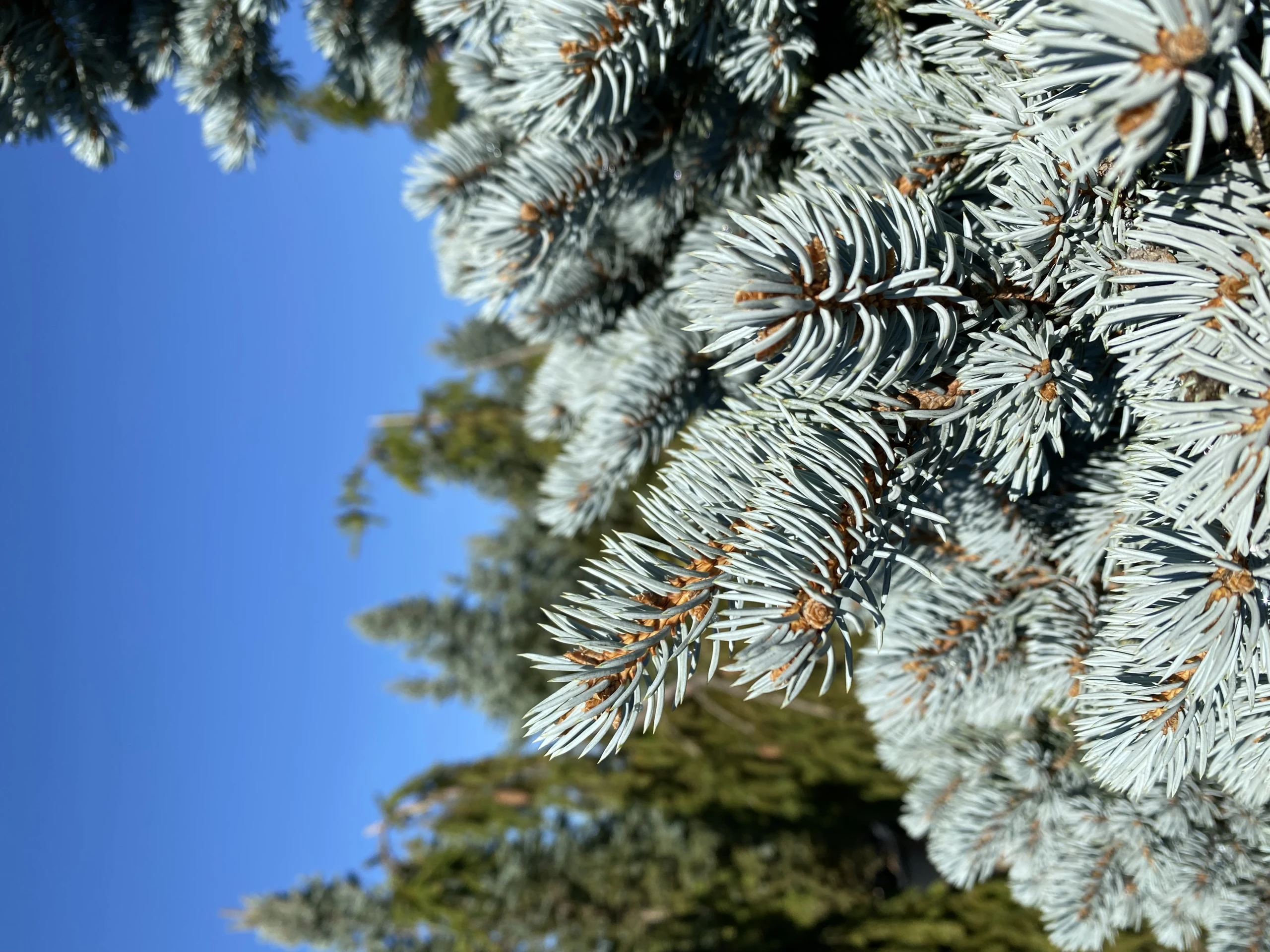 Picea pungens 'Glauca Globosa' (Świerk kłujący 'Glauca Globosa')