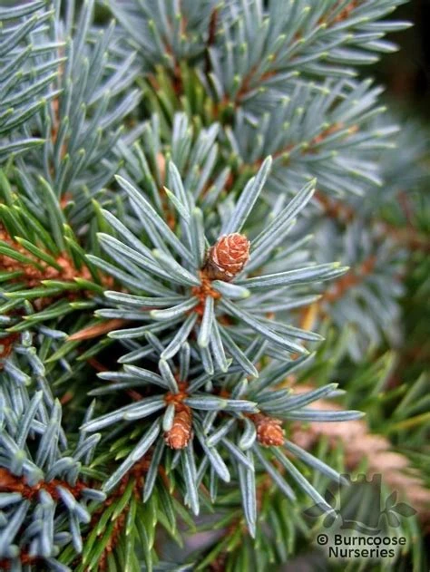 Picea pungens 'Glauca Globosa' (Świerk kłujący 'Glauca Globosa')