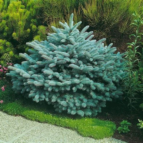 Picea pungens 'Glauca Globosa' (Świerk kłujący 'Glauca Globosa')