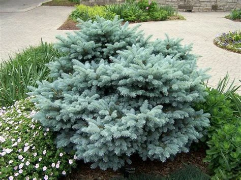 Picea pungens 'Glauca Globosa' (Świerk kłujący 'Glauca Globosa')