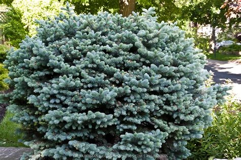 Picea pungens 'Glauca Globosa' (Świerk kłujący 'Glauca Globosa')
