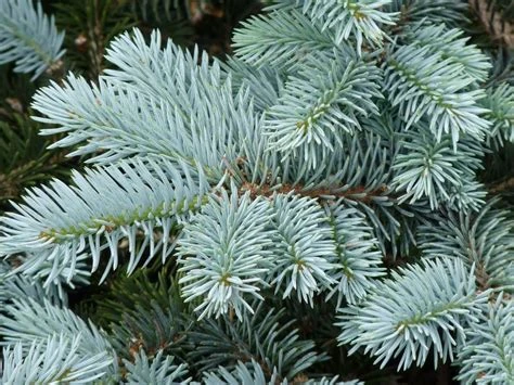 Picea pungens 'Glauca Globosa' (Świerk kłujący 'Glauca Globosa')