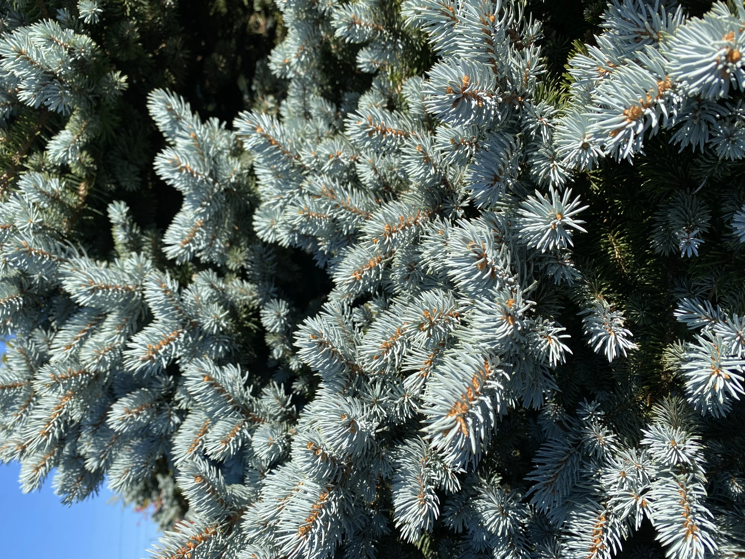 Picea pungens 'Glauca Globosa' (Świerk kłujący 'Glauca Globosa')