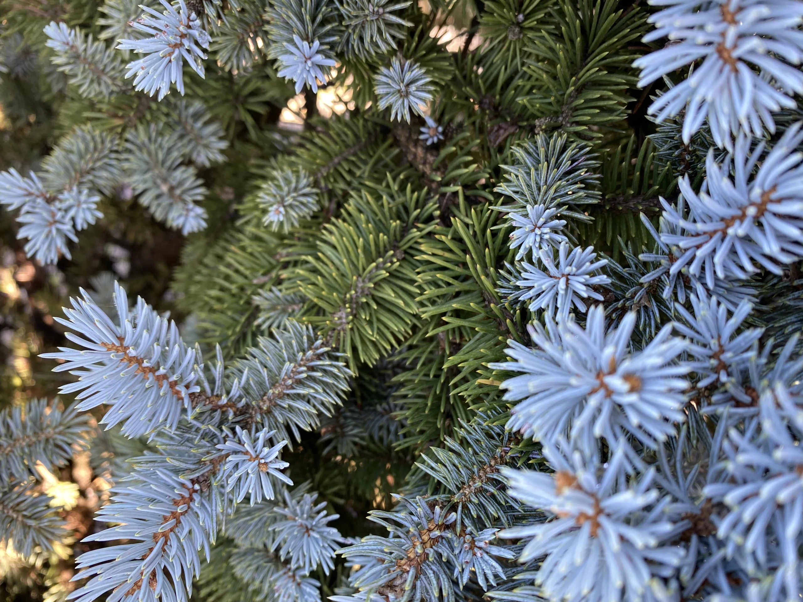 Picea pungens 'Glauca Globosa' (Świerk kłujący 'Glauca Globosa')
