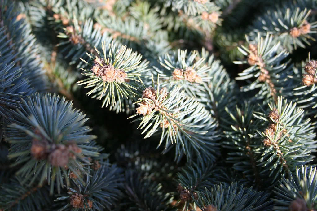 Picea pungens 'Glauca Globosa' (Świerk kłujący 'Glauca Globosa')