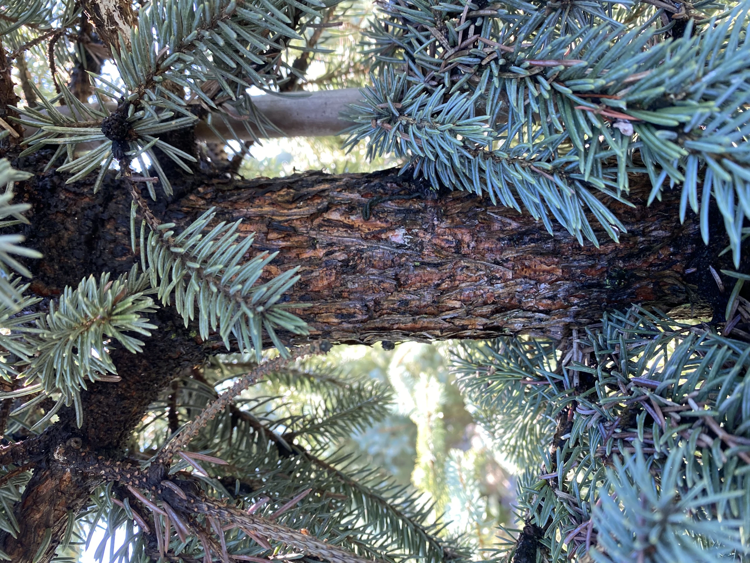 Picea pungens 'Glauca Globosa' (Świerk kłujący 'Glauca Globosa')