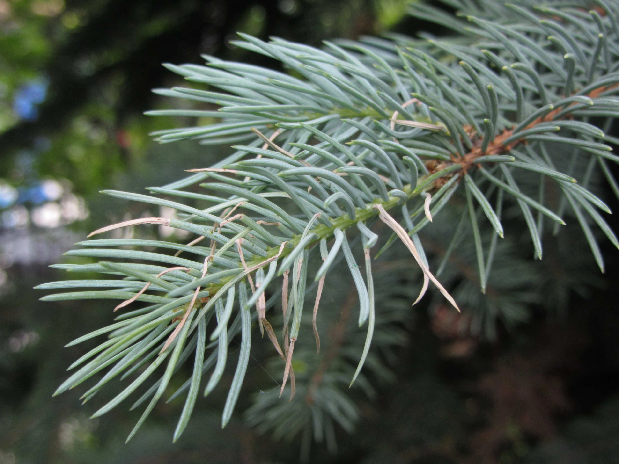 Picea pungens 'Glauca Globosa' (Świerk kłujący 'Glauca Globosa')