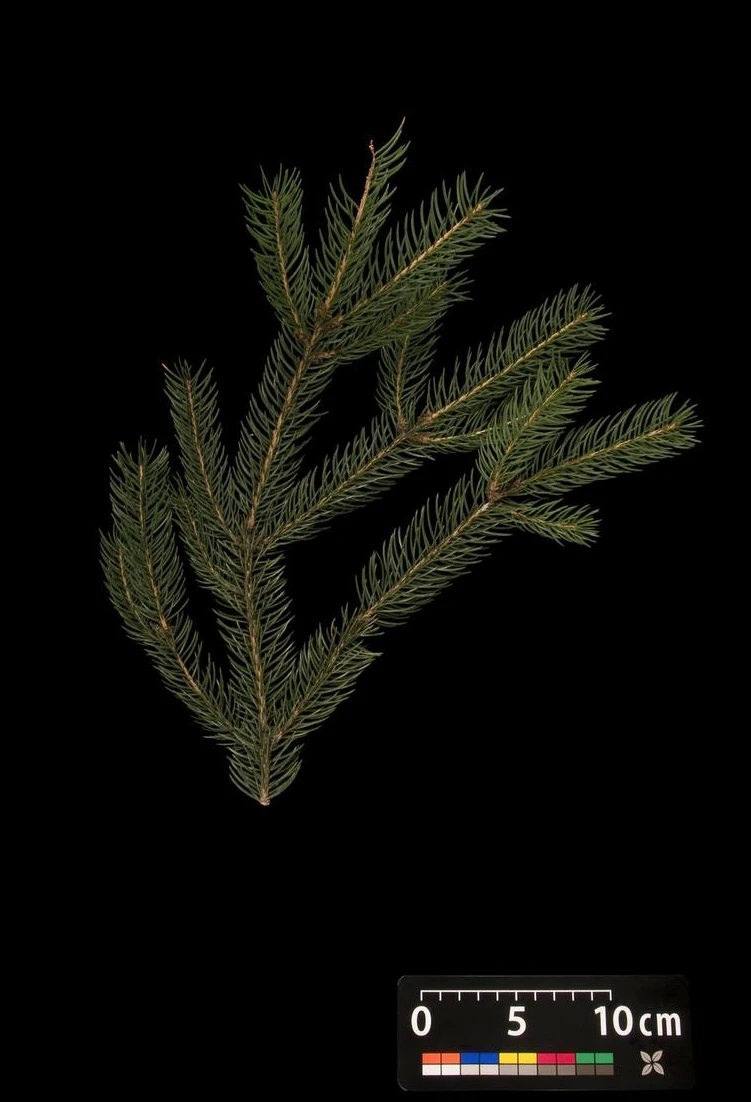 Picea pungens 'Glauca Globosa' (Świerk kłujący 'Glauca Globosa')
