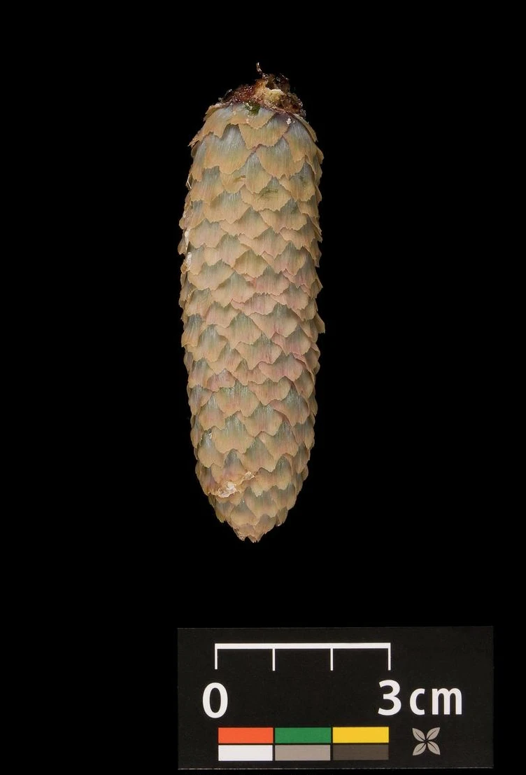 Picea pungens 'Glauca Globosa' (Świerk kłujący 'Glauca Globosa')