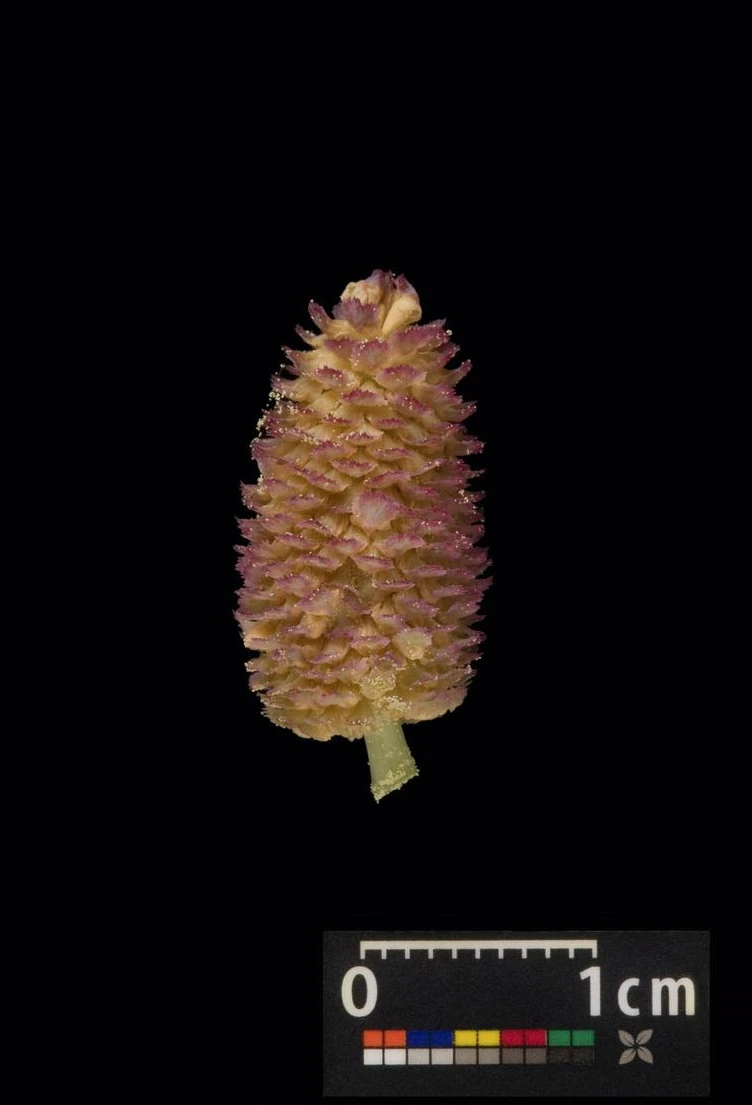 Picea pungens 'Glauca Globosa' (Świerk kłujący 'Glauca Globosa')