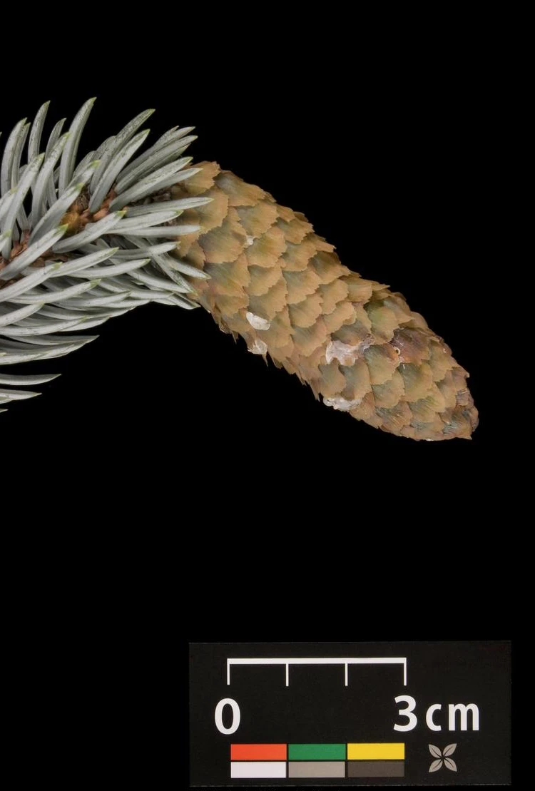 Picea pungens 'Glauca Globosa' (Świerk kłujący 'Glauca Globosa')