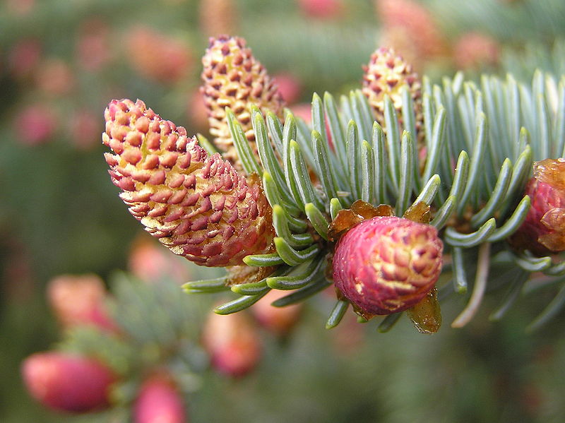 Picea pungens 'Glauca Globosa' (Świerk kłujący 'Glauca Globosa')