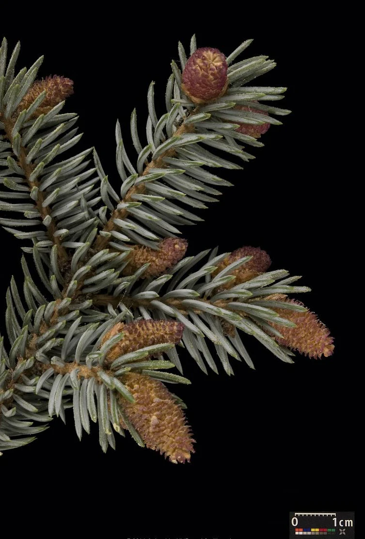 Picea pungens 'Glauca Globosa' (Świerk kłujący 'Glauca Globosa')