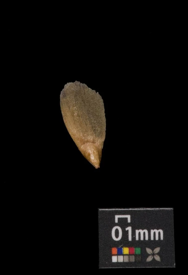 Picea pungens 'Glauca Globosa' (Świerk kłujący 'Glauca Globosa')
