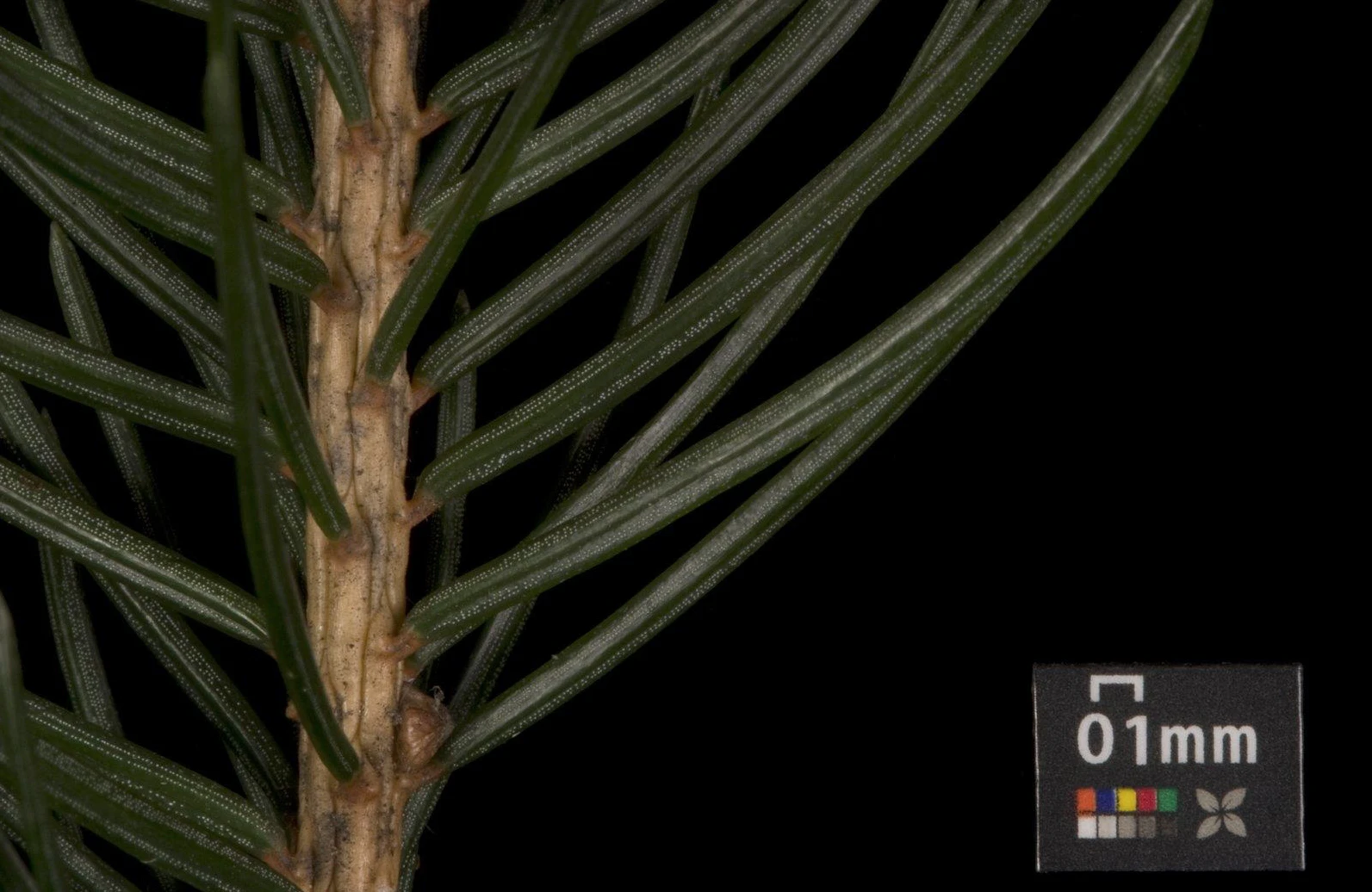 Picea pungens 'Glauca Globosa' (Świerk kłujący 'Glauca Globosa')