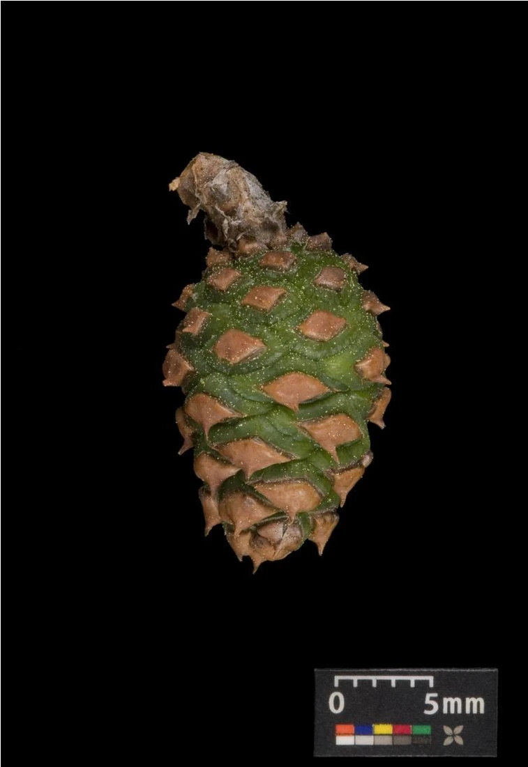 Pinus densiflora 'Alice Verkade' ( Sosna gęstokwiatowa 'Alice Verkade')