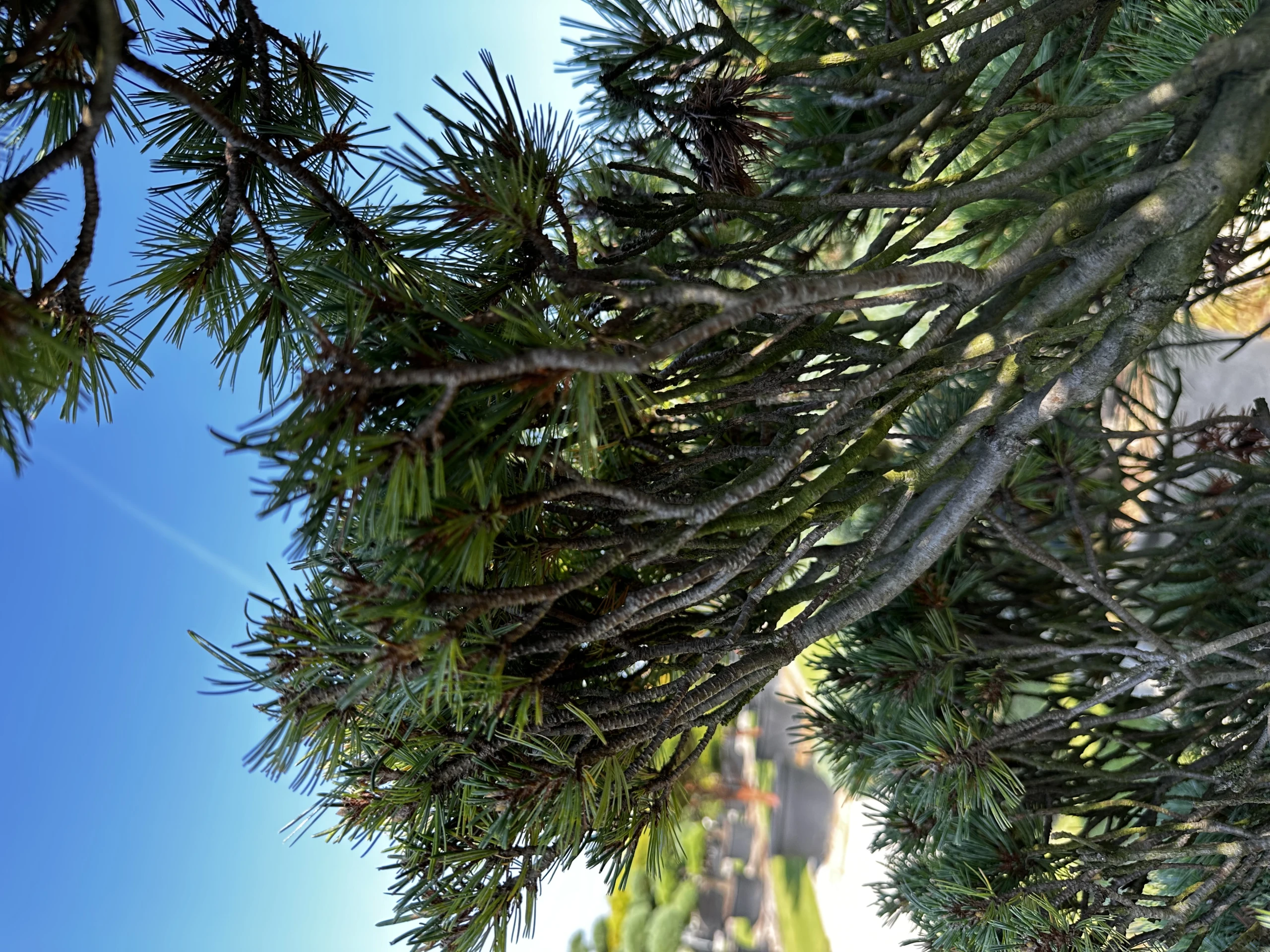 Pinus strobus 'Krügers Lilliput' (Sosna wejmutka 'Krügers Lilliput')