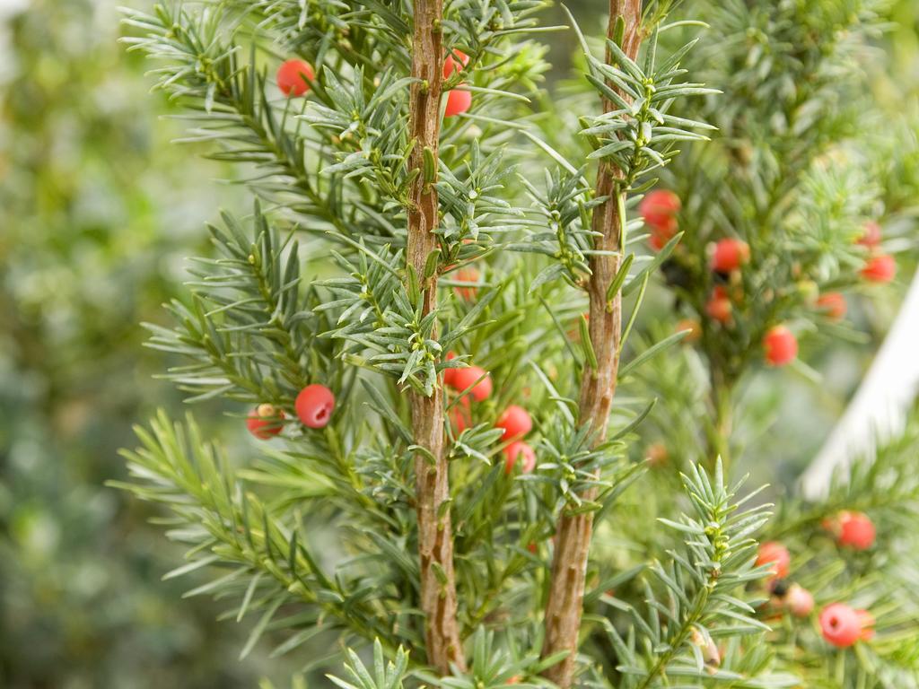 Taxus ×media 'Hicksii' (Cis pośredni 'Hicksii')