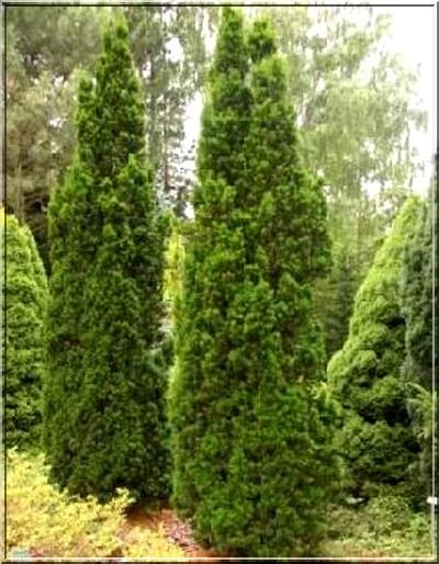 Taxus ×media 'Hicksii' (Cis pośredni 'Hicksii')