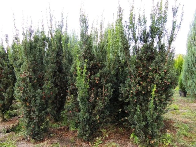 Taxus ×media 'Hicksii' (Cis pośredni 'Hicksii')