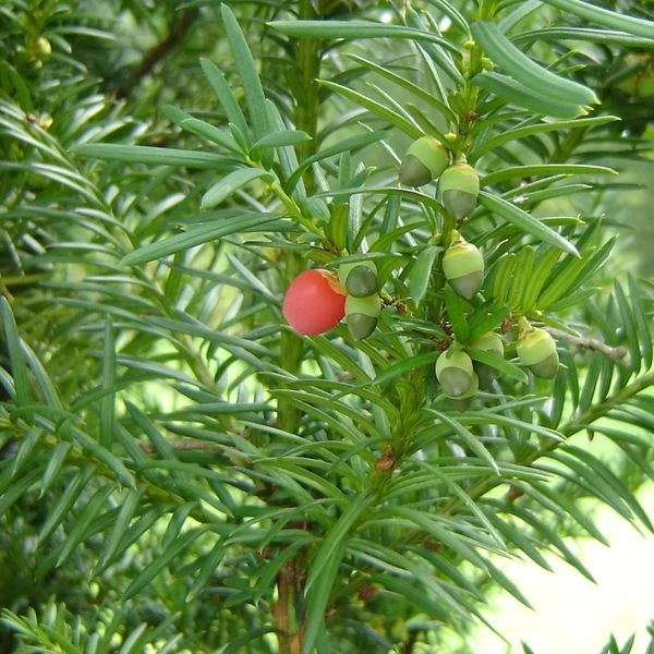Taxus ×media 'Hicksii' (Cis pośredni 'Hicksii')