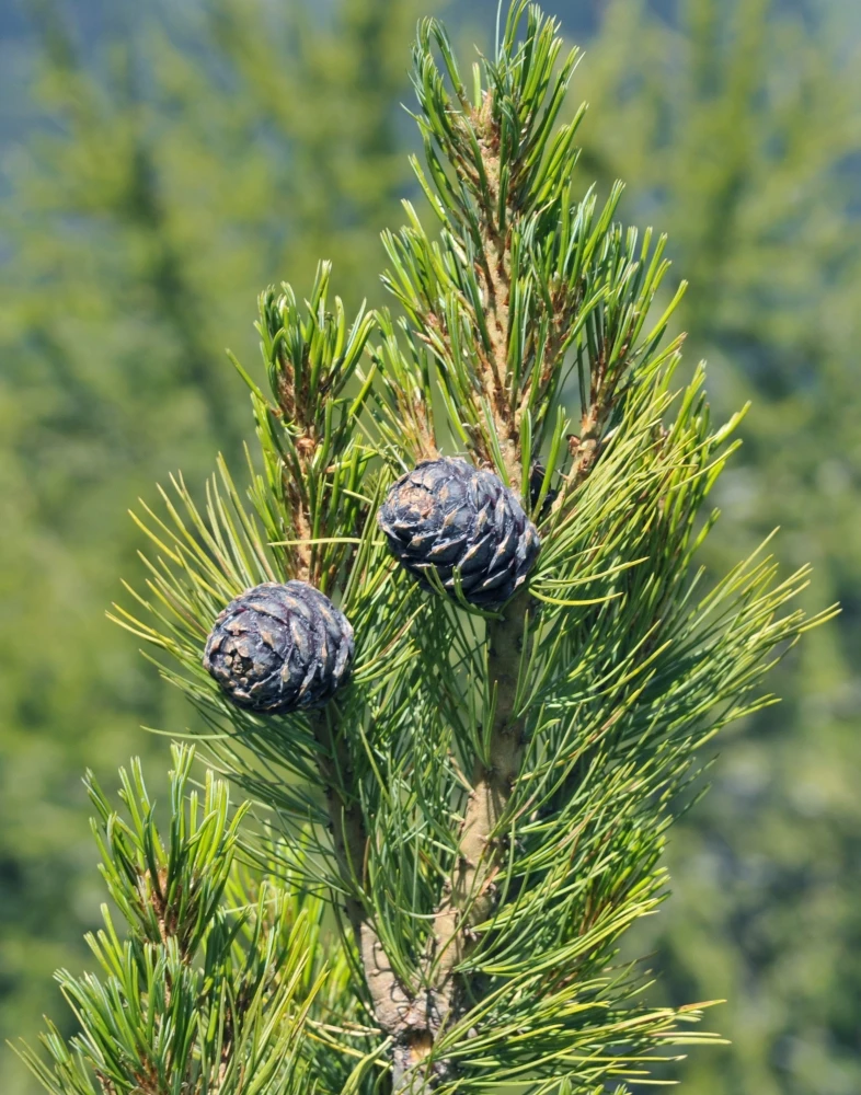 Pinus cembra (Sosna Limba)