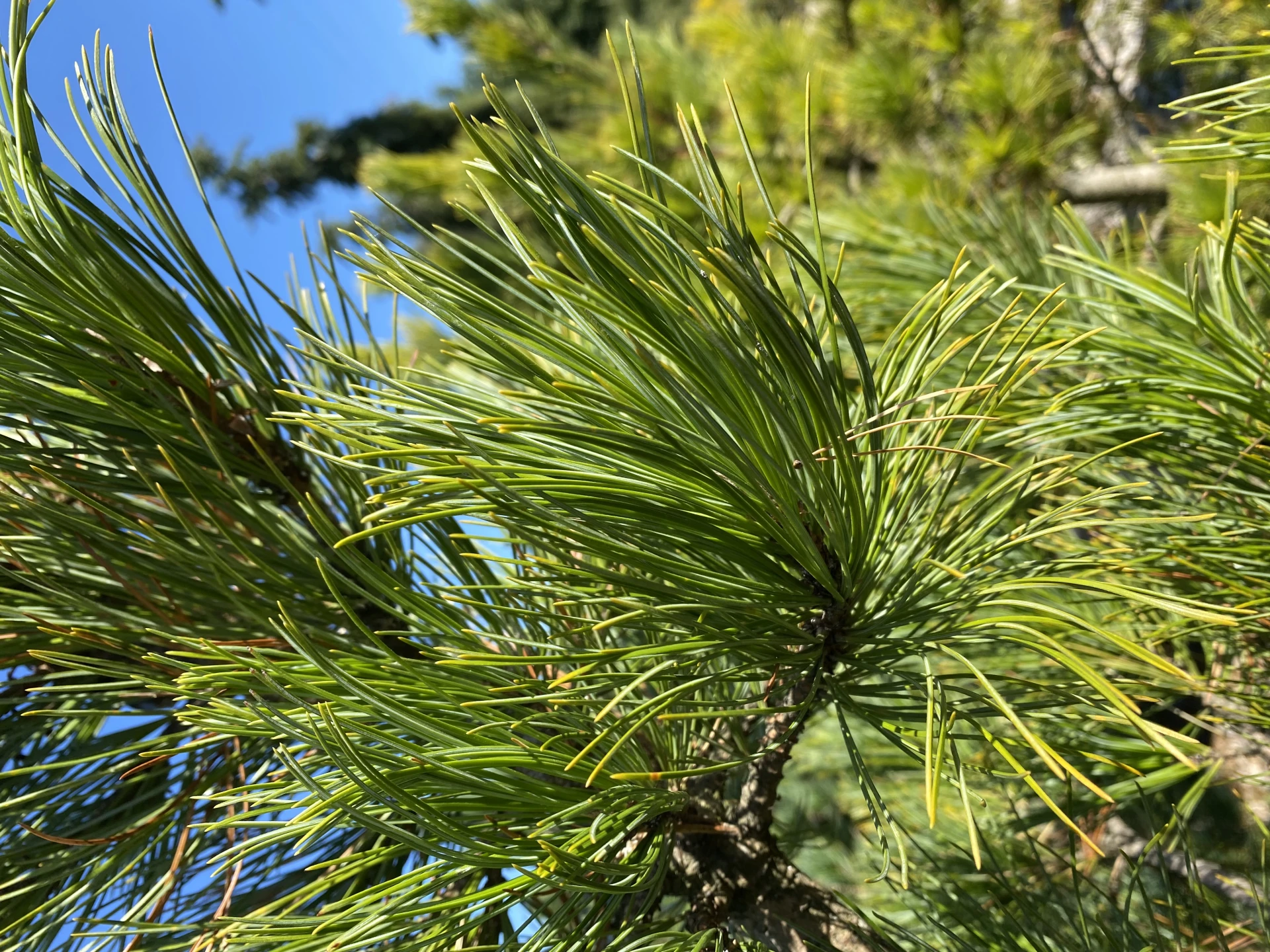 Pinus cembra (Sosna Limba)