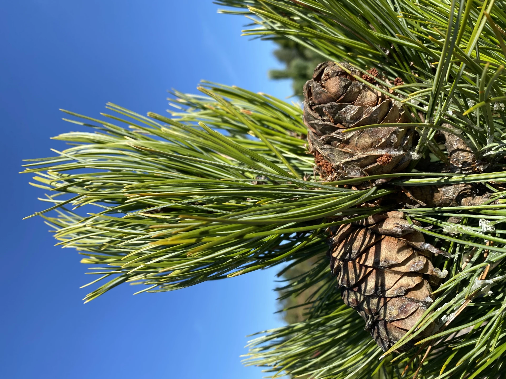 Pinus cembra (Sosna Limba)