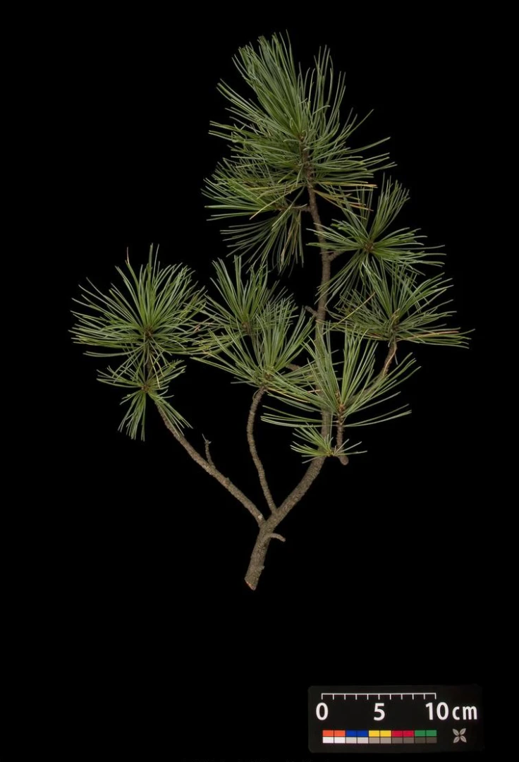 Pinus cembra (Sosna Limba)