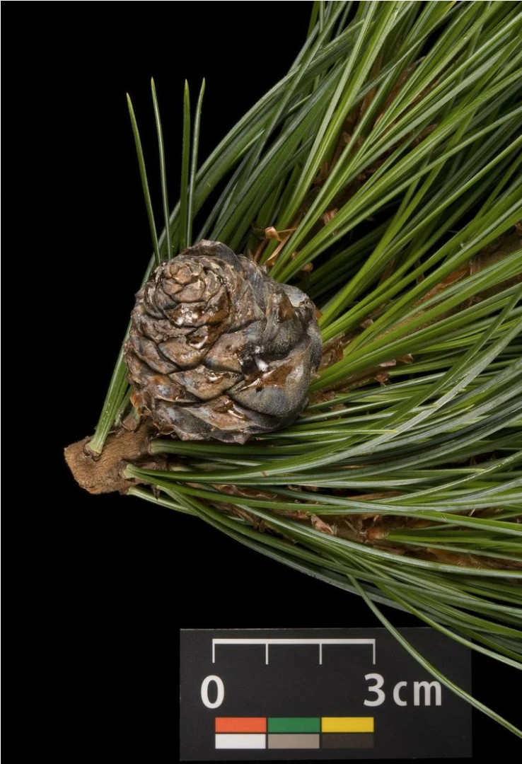 Pinus cembra (Sosna Limba)