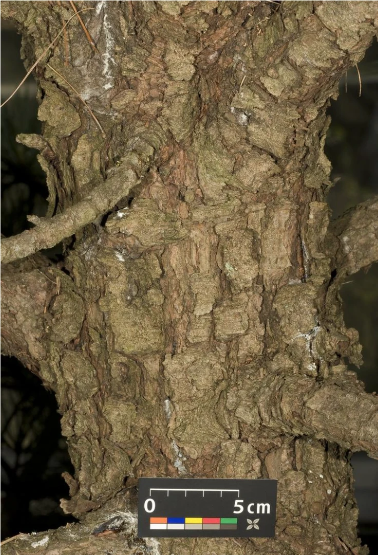 Pinus cembra (Sosna Limba)